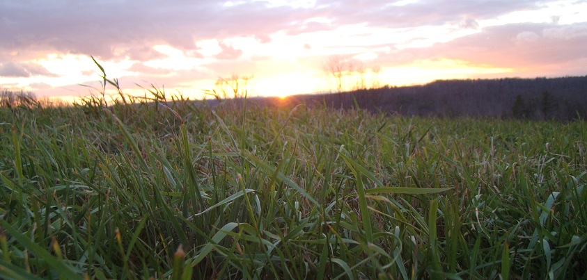 Clemence Hill Farm pasture